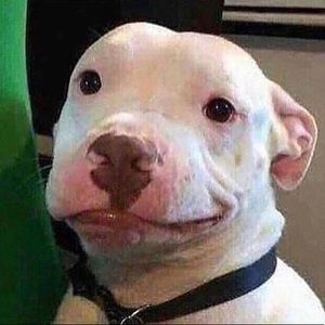 Meet your Posher, Chuie